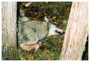 This is the gray wolf as we discovered her in Iron County about 8:30 A.M., 16 November, 2005